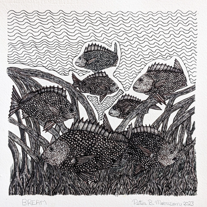 PETER B MORRISON | 'Bream II' | Pen + ink drawing