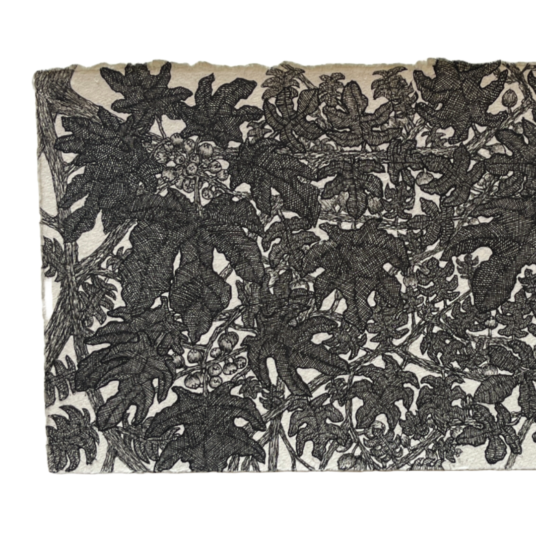 PETER B MORRISON | ‘Fig Tree (Moraceae)’ | Pen + Ink drawing