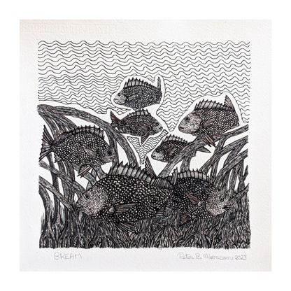 PETER B MORRISON | 'Bream II' | Pen + ink drawing