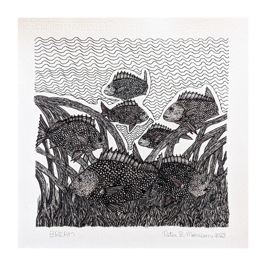 PETER B MORRISON | 'Bream II' | Pen + ink drawing