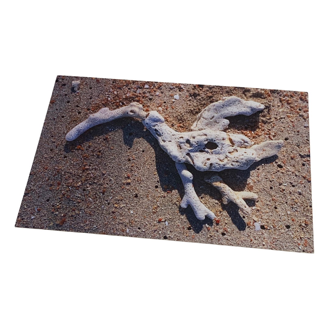MONSOON PUBLISHING | ‘From the Beach’ Artist Postcard Pack | Ann Thomson | 2024 | Postcards in box