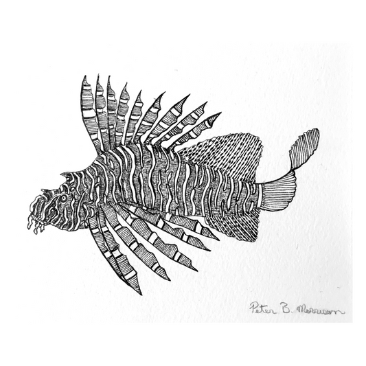 PETER B MORRISON | 'Awgad wapil  (Lion Fish)' Drawing | Pen and ink on archival paper