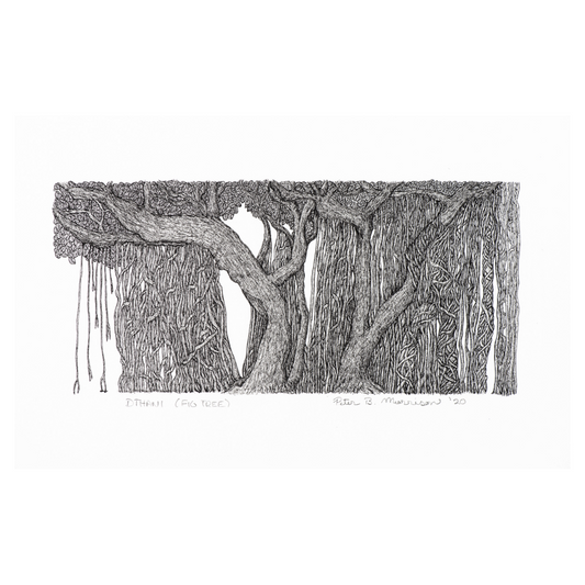 PETER B MORRISON | 'Dthani (Fig Tree)' | Framed drawing | Pen and ink on archival paper