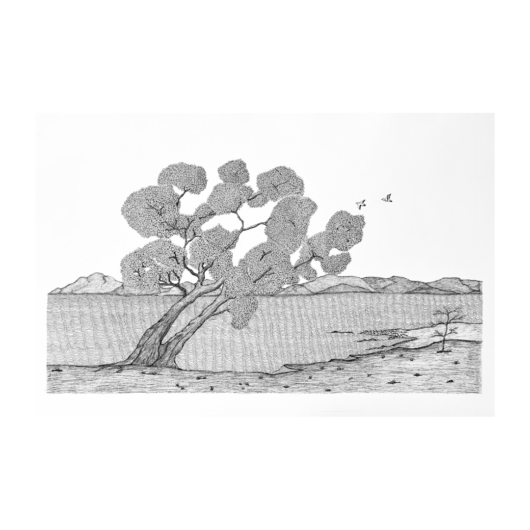 PETER B MORRISON | 'Wongai Tree II' | Pen and ink on archival paper