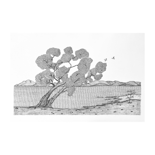PETER B MORRISON | 'Wongai Tree II' | Pen and ink on archival paper