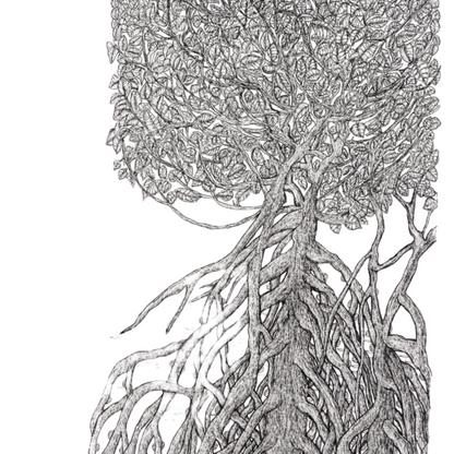 Peter B Morrison | THAG (MANGROVE, HIGH TIDE) | Pen and ink on archival paper