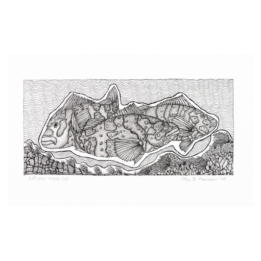 PETER B MORRISON | 'Estuary Rock-Cod' Drawing | Pen and ink on archival paper