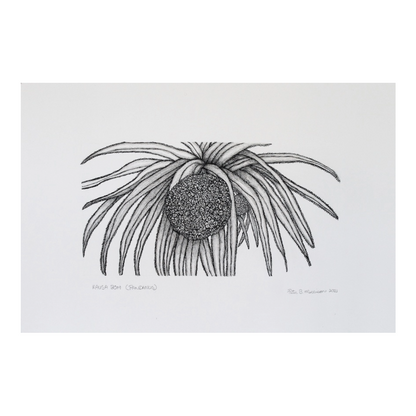 PETER B MORRISON | 'Kausa Bom (Pandanus)' Drawing | Pen and ink on archival paper