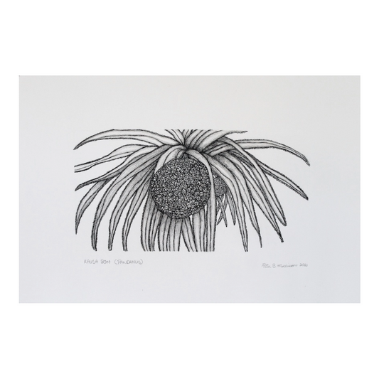 PETER B MORRISON | 'Kausa Bom (Pandanus)' Drawing | Pen and ink on archival paper