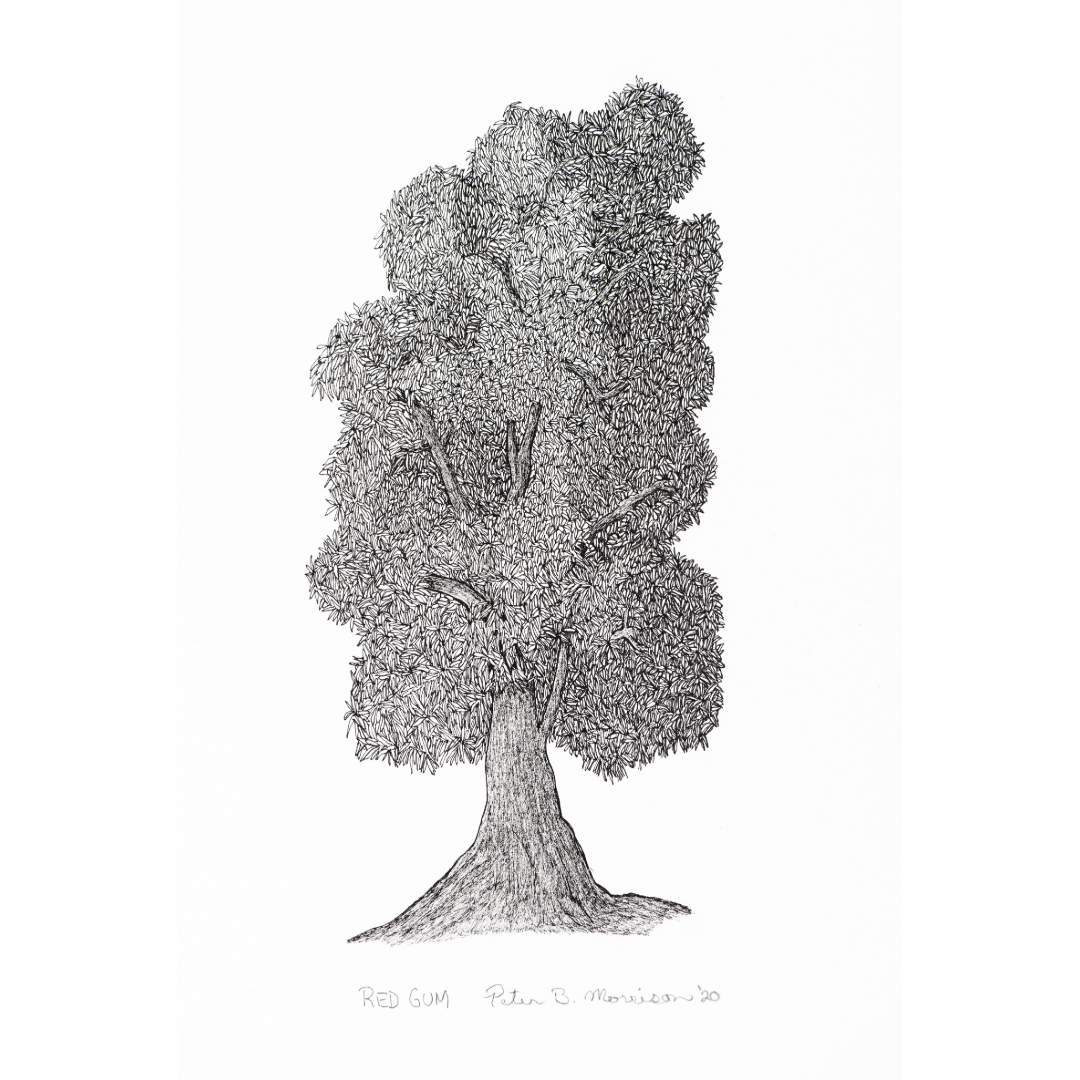 PETER B MORRISON | 'Red Gum' Drawing | Pen and ink on archival paper