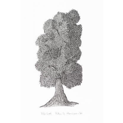 PETER B MORRISON | 'Red Gum' Drawing | Pen and ink on archival paper