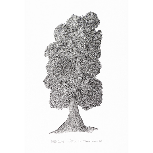 PETER B MORRISON | 'Red Gum' Drawing | Pen and ink on archival paper
