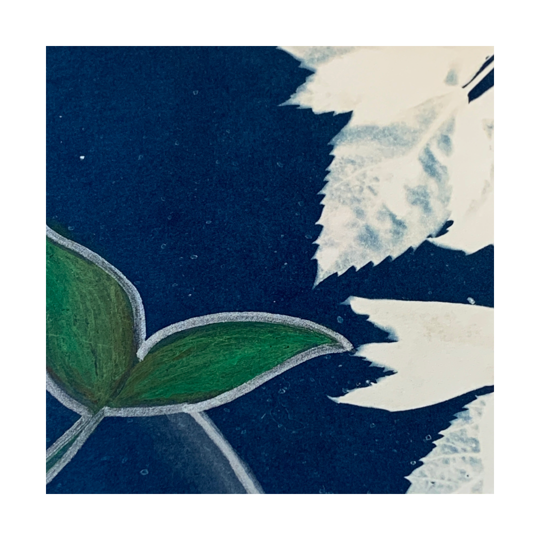 YASUE ASAI | ‘White Leaf with Seed Leaves Gift Card’ | Hand-coloured Cyanotype