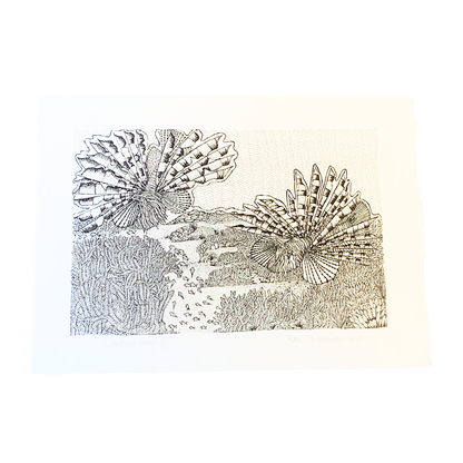 PETER B MORRISON | ‘Lionfish (Pterois)’ | Pen + Ink drawing