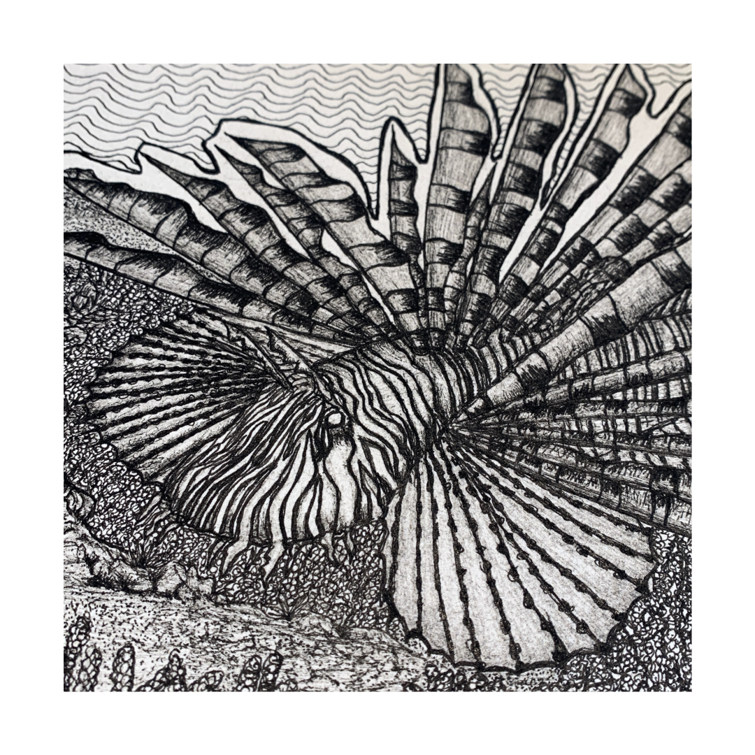 PETER B MORRISON | ‘Lionfish (Pterois)’ | Pen + Ink drawing
