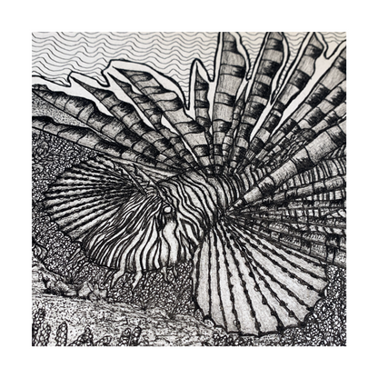 PETER B MORRISON | ‘Lionfish (Pterois)’ | Pen + Ink drawing