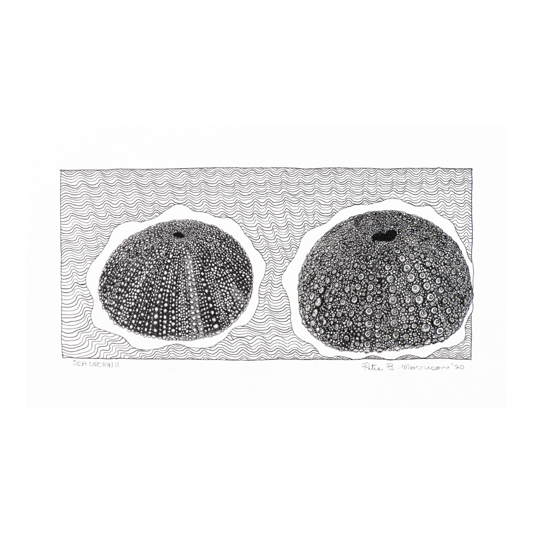 PETER B MORRISON | 'Sea Urchin II' Drawing | Pen and ink on archival paper