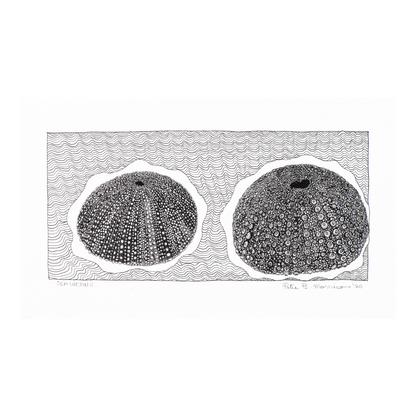 PETER B MORRISON | 'Sea Urchin II' Drawing | Pen and ink on archival paper