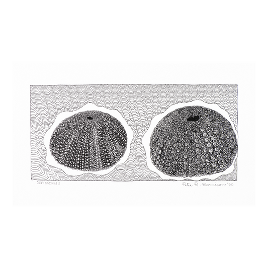 PETER B MORRISON | 'Sea Urchin II' Drawing | Pen and ink on archival paper