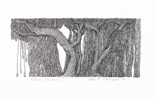 PETER B MORRISON | 'Dthani' (Fig Tree) Drawing | Pen and ink on archival paper