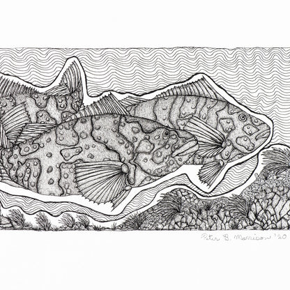PETER B MORRISON | 'Estuary Rock-Cod' Drawing | Pen and ink on archival paper
