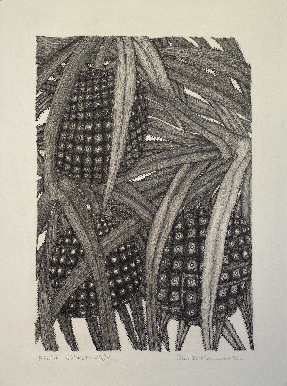 PETER B MORRISON | 'Kausa (Pandanus) VII' Drawing | Pen and ink on archival paper