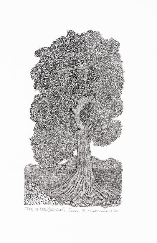 PETER B MORRISON | 'Tree of Life  (Red Gum)' Drawing | Pen and ink on archival paper