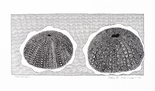 PETER B MORRISON | 'Sea Urchin II' Drawing | Pen and ink on archival paper