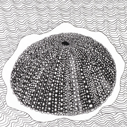 PETER B MORRISON | 'Sea Urchin II' Drawing | Pen and ink on archival paper