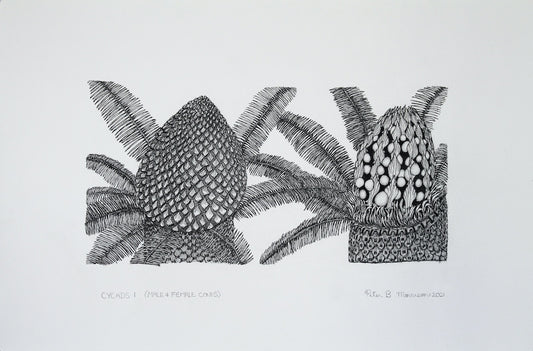 PETER B MORRISON | 'Cycads I (Male and Female Cones)' Drawing | Pen and ink on archival paper