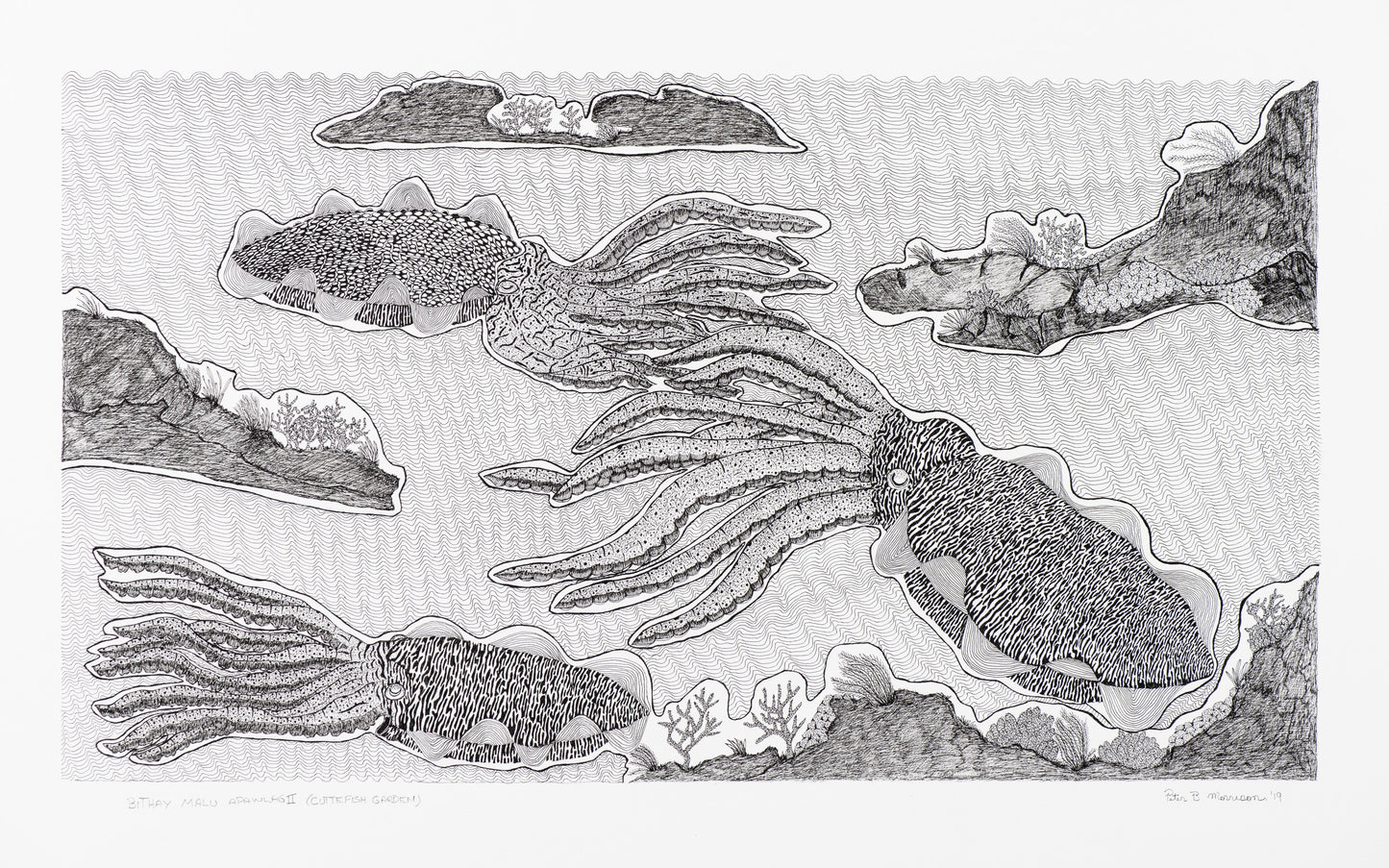PETER B MORRISON |'Bithay Malu Apawlag II (Cuttlefish Garden)' Drawing | Pen and ink on archival paper