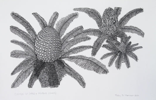 PETER B MORRISON | 'Cycads IV (Male and Female Cones)' Drawing | Pen and ink on archival paper