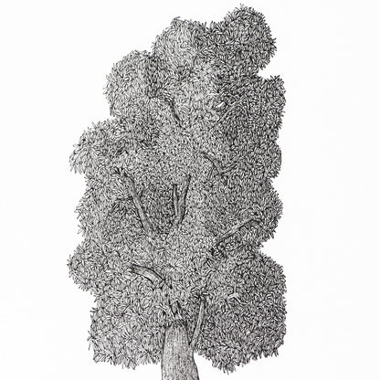 PETER B MORRISON | 'Red Gum' Drawing | Pen and ink on archival paper