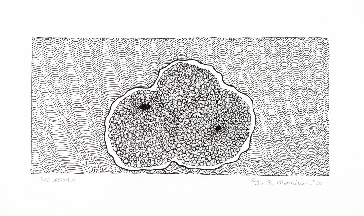 PETER B MORRISON | 'Sea Urchin IV' Drawing | Pen and ink on archival paper