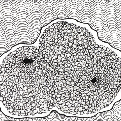 PETER B MORRISON | 'Sea Urchin IV' Drawing | Pen and ink on archival paper