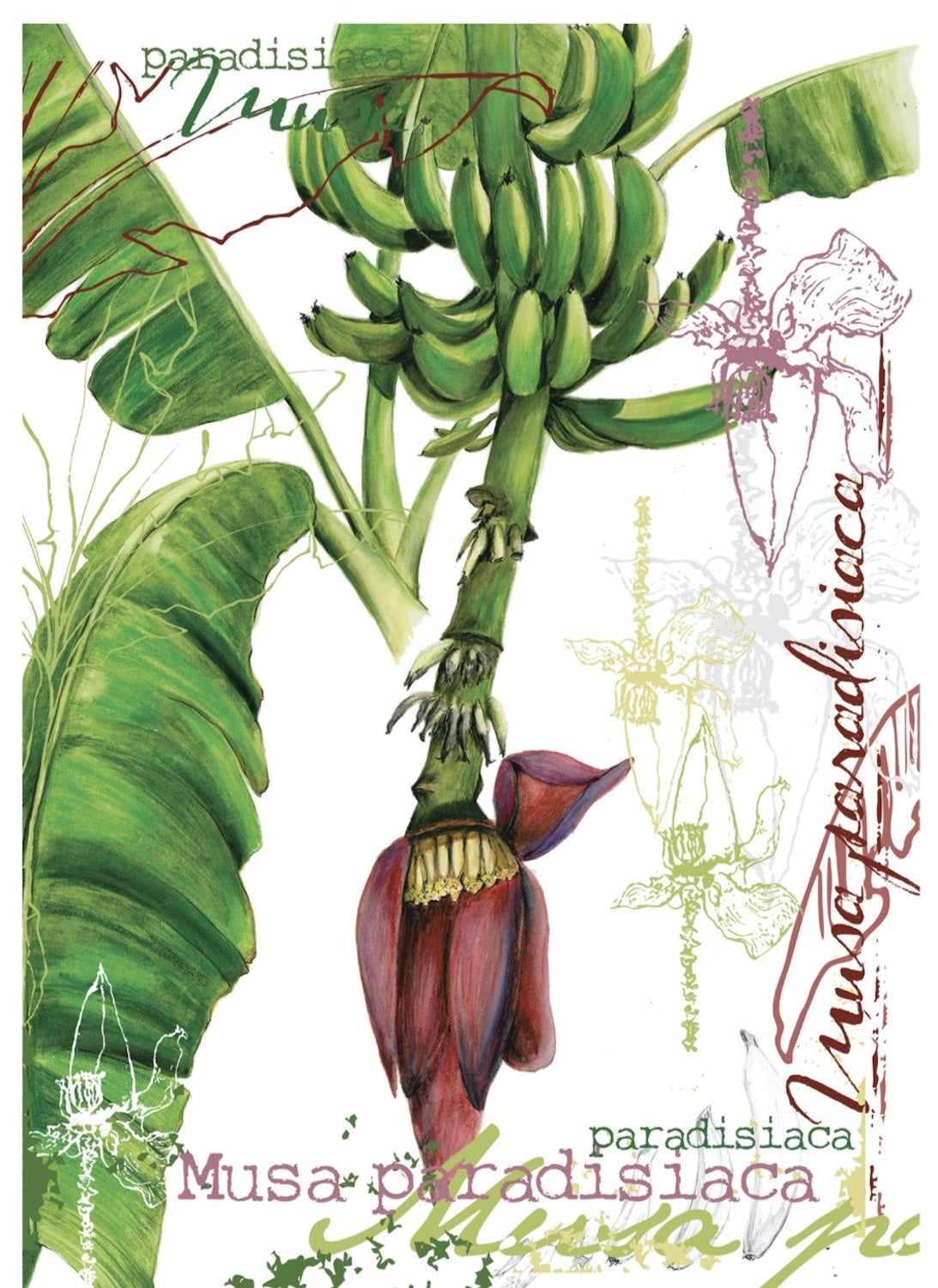 JULIE MCENERNY | ‘Banana Flower’ | Gift Card