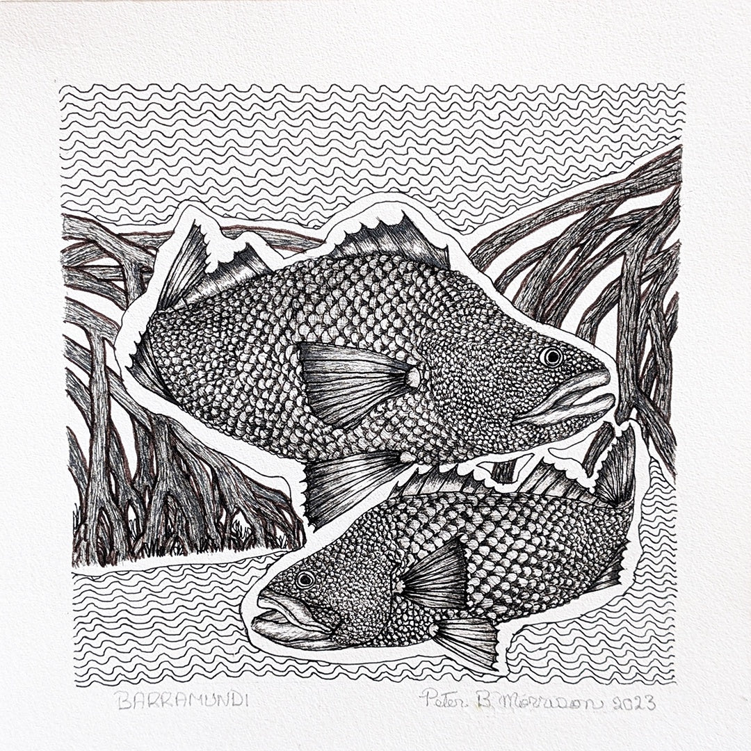 PETER B MORRISON | 'Barramundi ' | Pen + ink drawing