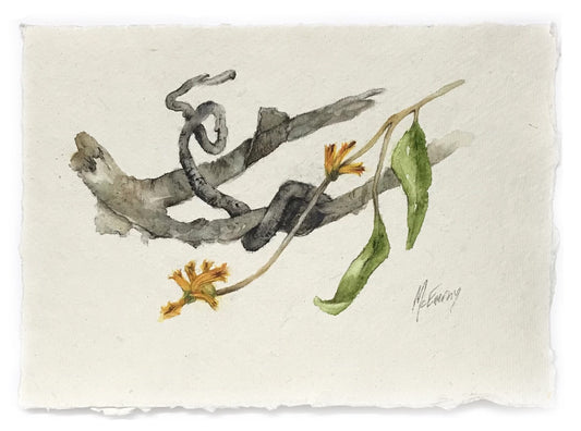 JULIE MCENERNY | 'Little Sticks #59 (Mistletoe on Melaleuca)' |  Watercolour on paper