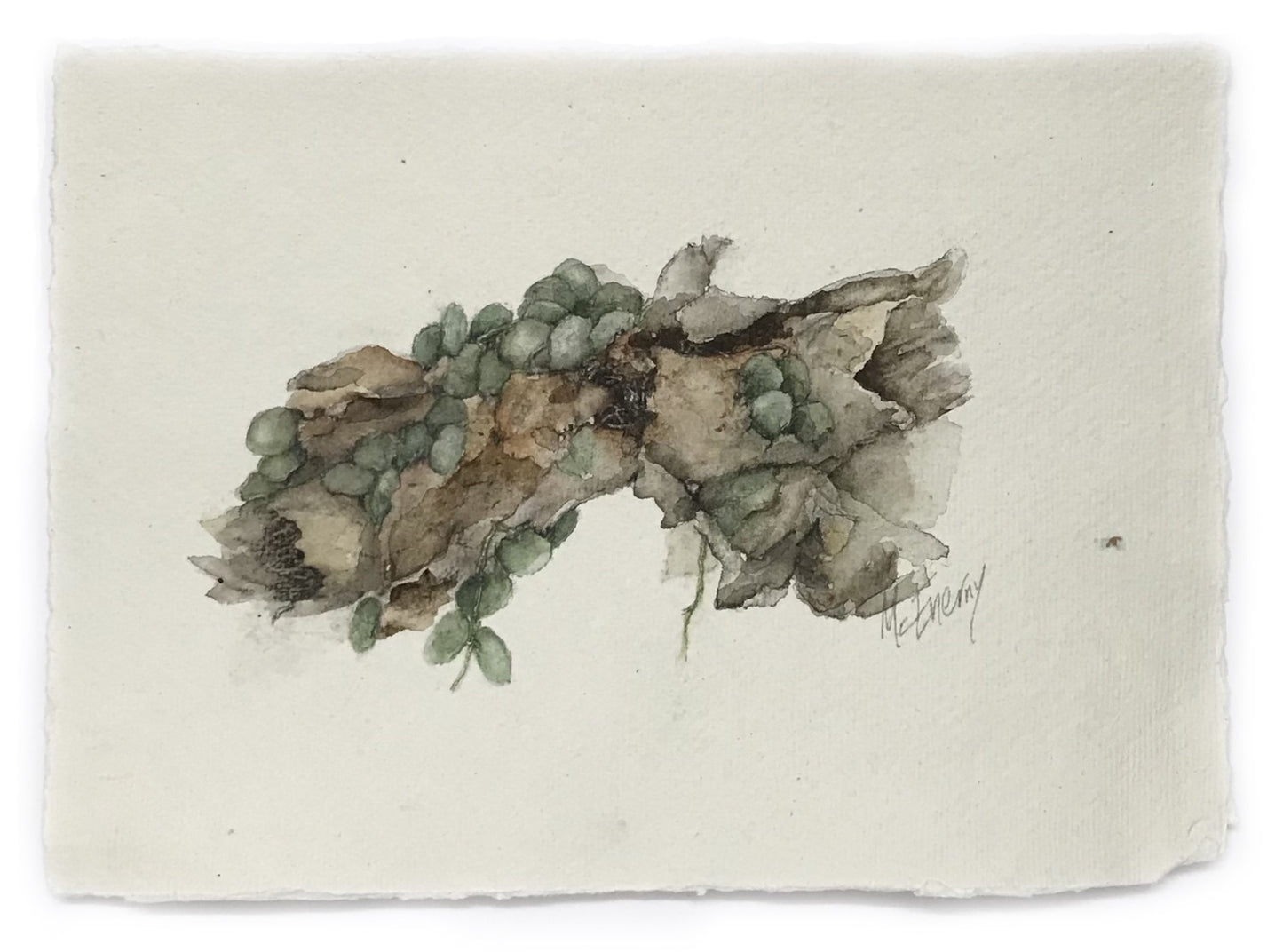 JULIE MCENERNY | 'Little Sticks #60 (Dischidia on Melaleuca)' |  Watercolour on paper