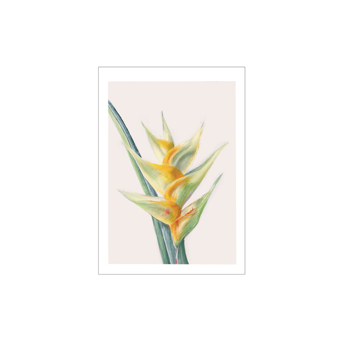 LITTLE GREEN BICYCLE | ‘Heliconia’ Palm Cove Series | Gift Card