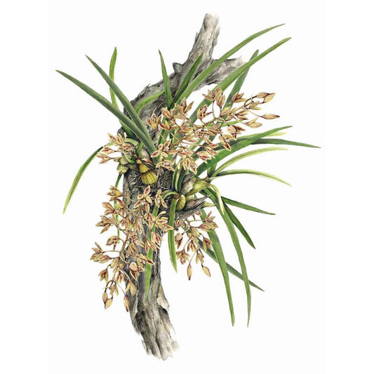 JULIE MCENERNY | 'Native Orchid Cymbidium Canaliculatum' | Gift Card