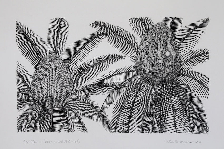 PETER B MORRISON | 'Cycads III (Male and Female Cones)' Drawing | Pen and ink on archival paper