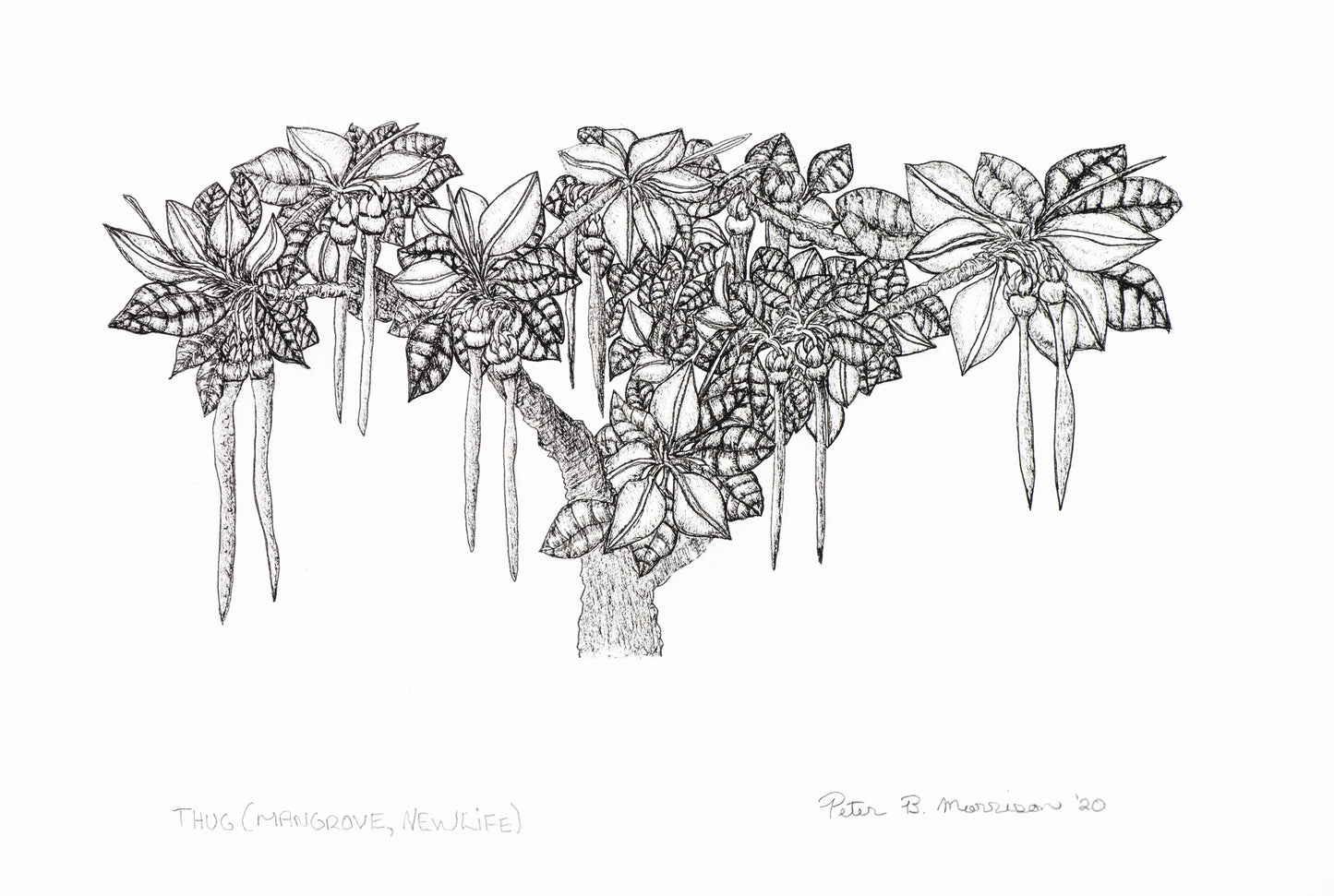 PETER B MORRISON | 'Thag' (Mangrove, New Life) Drawing | Pen and ink on archival paper