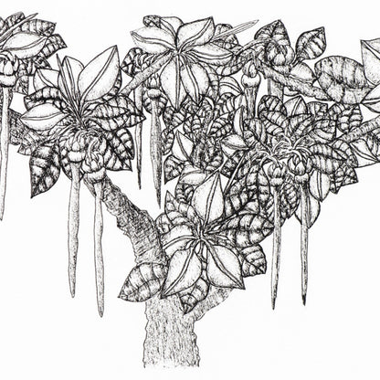 PETER B MORRISON | 'Thag' (Mangrove, New Life) Drawing | Pen and ink on archival paper