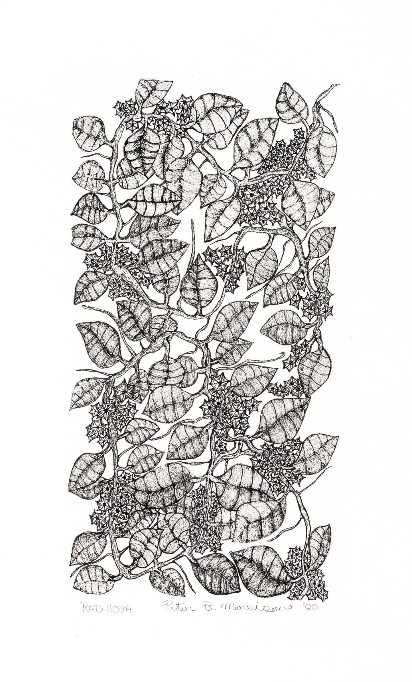 PETER B MORRSION | 'Red Hoya' Drawing | Pen and ink on archival paper