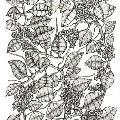 PETER B MORRSION | 'Red Hoya' Drawing | Pen and ink on archival paper