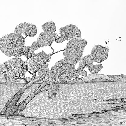 PETER B MORRISON | 'Wongai Tree II' | Pen and ink on archival paper
