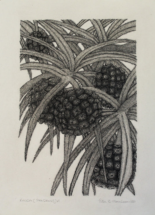 PETER B MORRISON | 'Kausa (Pandanus) VI' Drawing | Pen and ink on archival paper